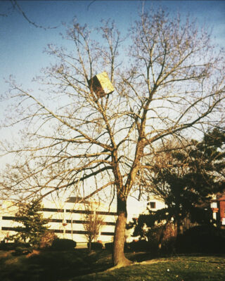 <i>Cardboard box in a tree with Styrofoam cup in the Grass</i>, 2000